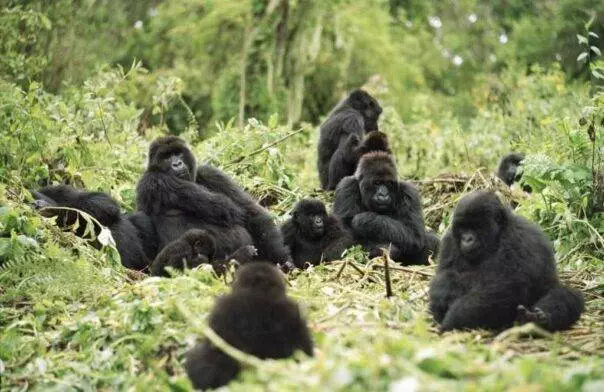 Uganda Gorilla Tour and Queen Elizabeth N.P.