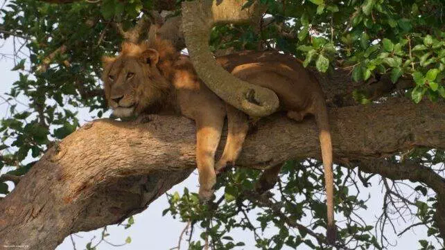 lion tracking in uganda