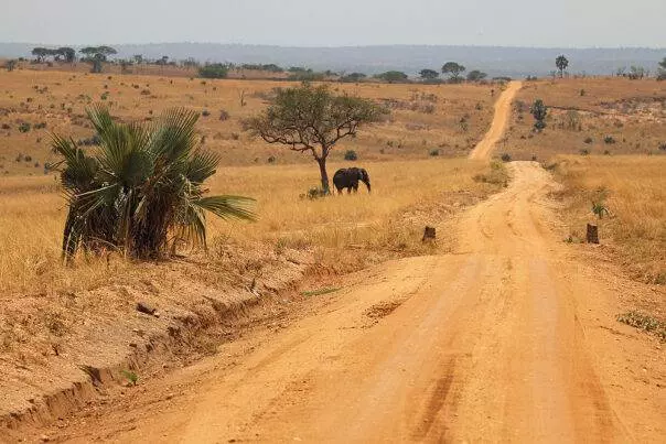 planning a safari to Uganda