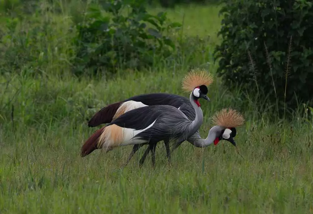 best birding spots in Uganda