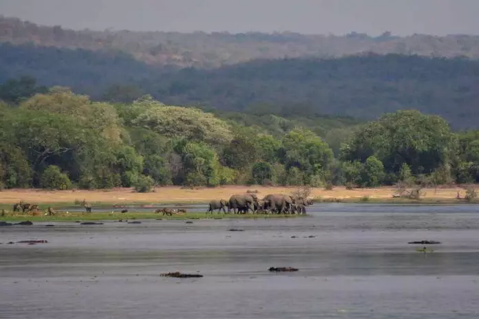 Boat based wildlife viewing in Uganda