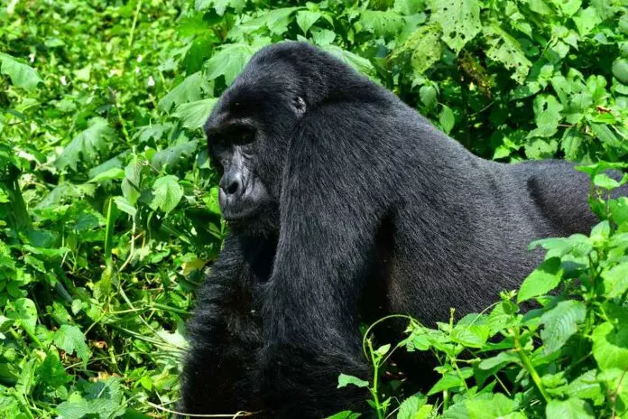 Cost of gorilla permits in Uganda