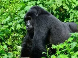 Cost of gorilla permits in Uganda